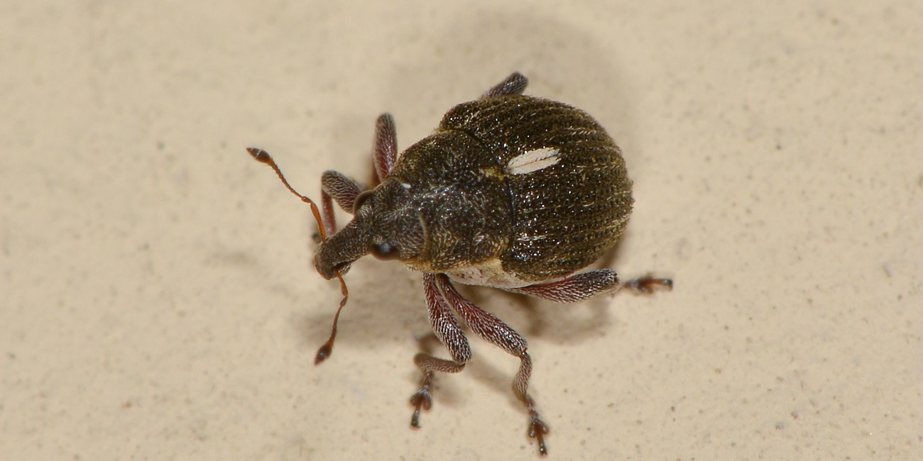 Curculionidae:  Rhinoncus pericarpius?  S, maschio